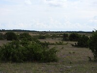 170. Iets groenere omgeving door de jeneverbesstruiken