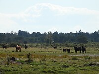 174. Nieuwsgierige koeien met kalfjes