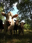180. Alweer nieuwsgierige koeien