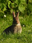 182. Om op te vreten, zo schattig