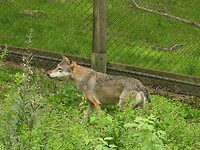 186. Een wolf die niet gezien wou worden