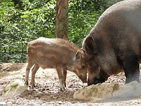 188. Staredown tussen moeder en kind wild zwijn