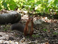 192. Een eekhoorntje dat uit het bos kwam aanrennen
