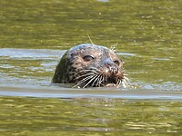 193. Eén van de 4 zeehonden