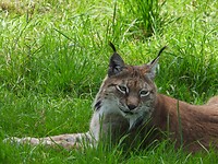 195. De lynx ging er lekker voor liggen