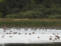 201. Een meer vol kraanvogels