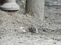 207. Rat in het rendierenverblijf in de Odense Zoo