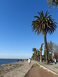 20. Palmbomen langs de Atlantische Oceaan