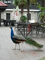 54. Zoo da Maia waar poezen en pauwen loslopen