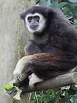 55. Gibbon met sla