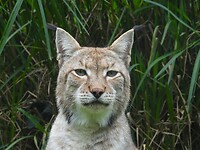 56. Eén van onze favorieten, de lynx