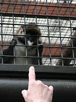 59. Een roodstaartmeerkat die Reint bijna kan aanraken