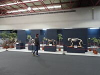 60. Prachtige tentoonstelling met dierenskeletten