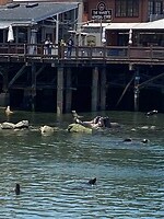 Sea lions