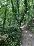 In het bos