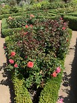 Bloementuin