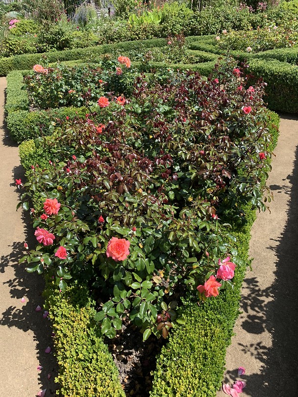 Bloementuin