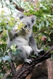 etende koala