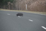 Wombat op de weg