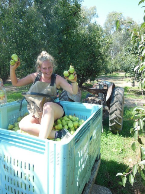 Perenplukster