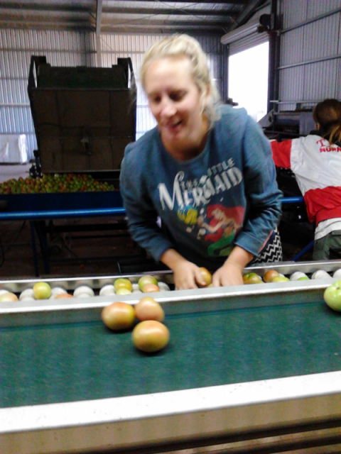 Tomatern sorteren