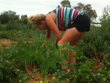 Tomaten plukken