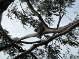 Goed kijken dan zie je een koala :)