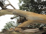 Nog een koala voor de oplettende kijker