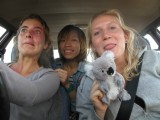 Met onze koala in de auto :)
