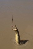 Crocodile Jumping River Tour