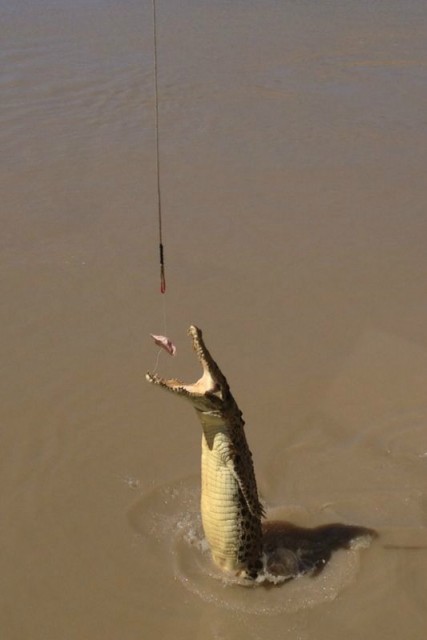 Crocodile Jumping River Tour