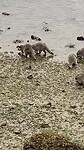 Wasbeertjes in Stanley park Vancouver