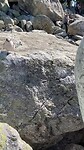Brutale vogeltjes
