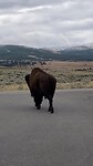 Buffalo kwam voorbij