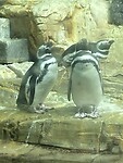 Gekke pinguïns