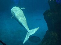 Beluga