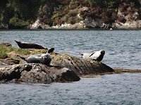 zeehond