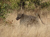 ZuidAfrika(T) (222)
