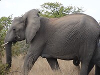 ZuidAfrika(T) (227)