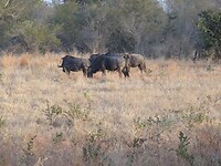 ZuidAfrika(T) (372)