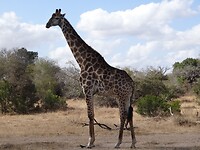 ZuidAfrika(T) (378)