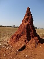 ZuidAfrika(T) (411)