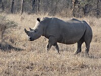 ZuidAfrika(T) (449)