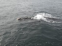 Walvis (29)