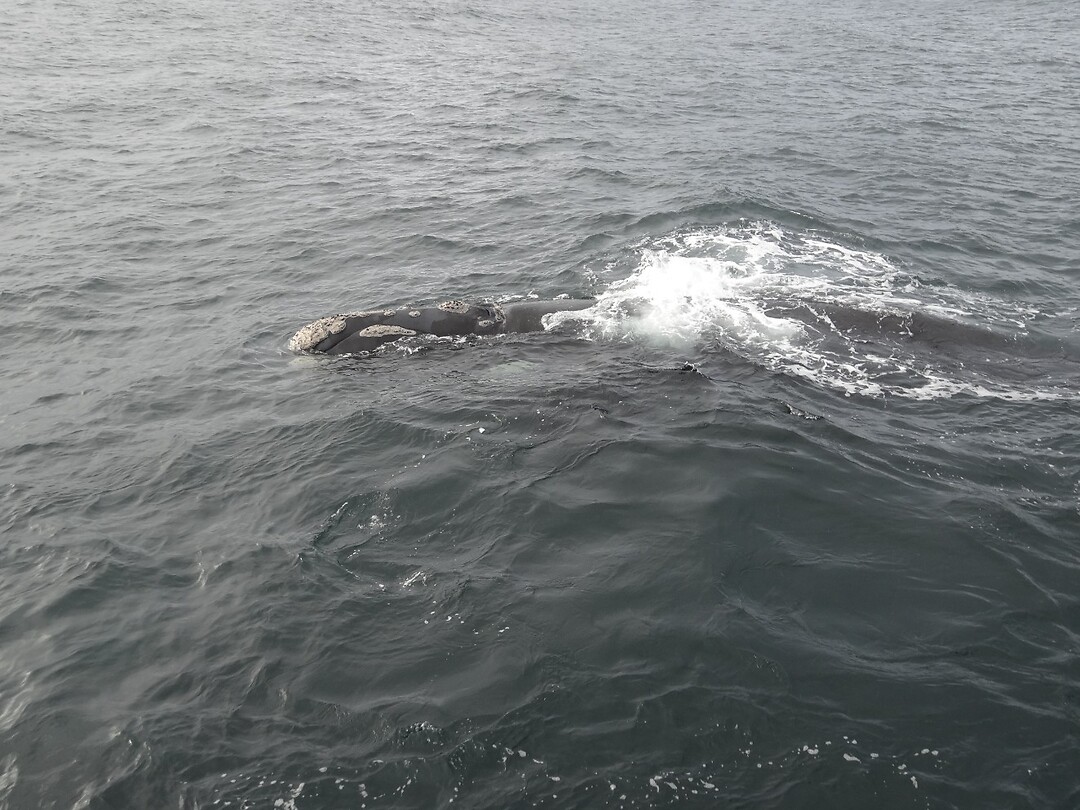 Walvis (29)
