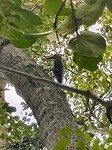Woody Woodpecker
