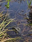 Alligator Everglades