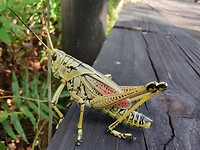 Aliens in Everglades