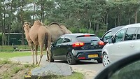 Beekse bergen