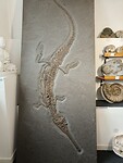 Dinasaurland museum